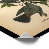 1890 Bird Print Winter Wren (Hoek)