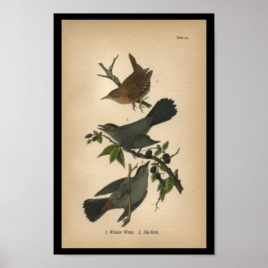 1890 Bird Print Winter Wren (Voorkant)