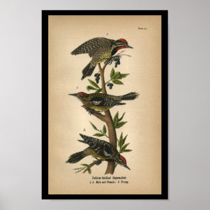 1890 Bird Print Yellow-bellied Sapsucker
