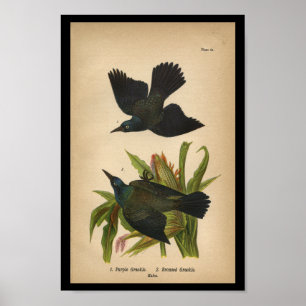 1890 Impression d'Oiseau Gravure pourpre