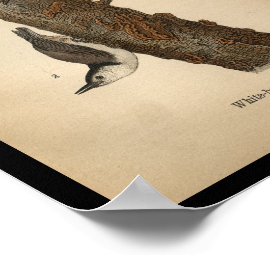 1890 Impression d'oiseaux Étanche à poitrine blanc (Coin)