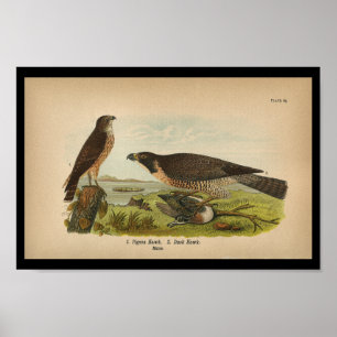 1890 Vogelafdrukken Peregrine valk Poster