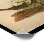 1890 Vogeldraden Sora Common Rail Poster (Hoek)