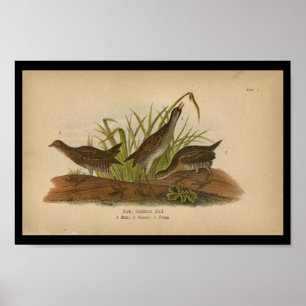 1890 Vogeldraden Sora Common Rail Poster