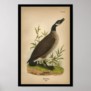 1890 Vogelprinten Wilde Goose Poster