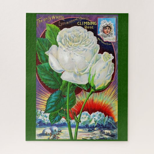 1890s roos catalogusillustratie Witte Rose Legpuzzel (Verticaal)