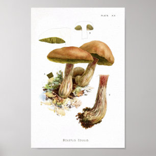  1895 champignons, bruin, groen afdrukken poster