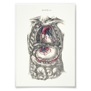 1895 Humaan anatomie Afdrukhart Foto Afdruk