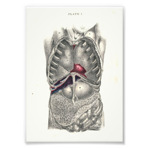 1895 Humaan Anatomy Print Abdomen Foto Afdruk