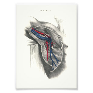 1895 Menselijke anatomie Afdrukarm Axilla Foto Afdruk