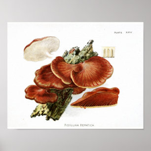 1895 paddenstoelen met bruine boomschimmel Kunst Poster