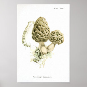 1895 paddenstoelen Morchella Art afdrukken Poster