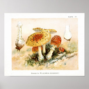 1895 Paddenstoelen Rood geel afdrukken Poster