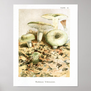 1895 paddenstoelen Russula Brown Art afdrukken Poster
