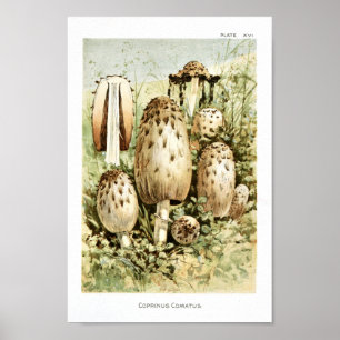 1895 paddenstoelen White Brown Art-afdrukken Poster