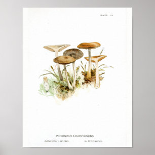 1895 paddenstoelen White Brown Art-afdrukken Poster