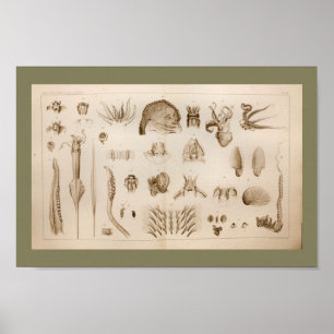 1896 -inktvis-anatomiekunst poster