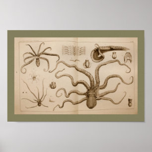 1896  Octopus Anatomy Art Afdrukken Poster