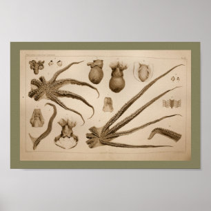 1896  Octopus Anatomy Art Afdrukken Poster