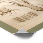 1896  Octopus Anatomy Art Afdrukken Poster (Hoek)