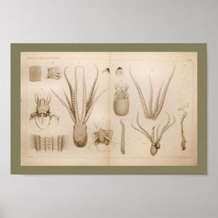1896  Octopus Anatomy Art Afdrukken Poster