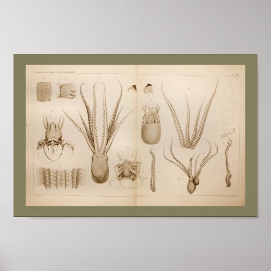 1896  Octopus Anatomy Art Afdrukken Poster (Voorkant)