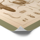 1896  Octopus Anatomy Art Afdrukken Poster (Hoek)