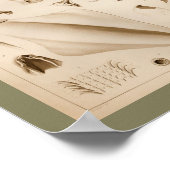 1896 vierkantsanatomie art afdrukken poster (Hoek)