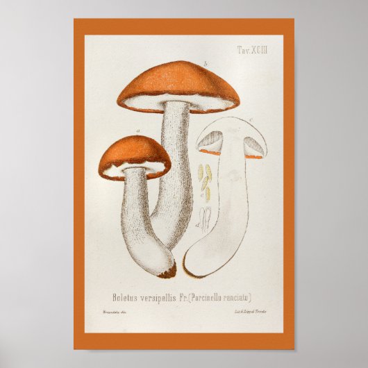 1899 paddenstoelen Oranje afdrukken Poster (Voorkant)