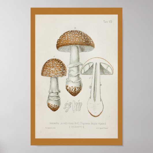  1899 paddenstoelen  Pet afdrukken Poster (Voorkant)