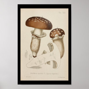  1899 paddenstoelen  Pet afdrukken Poster
