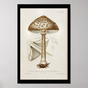  1899 paddenstoelen  Pet afdrukken Poster