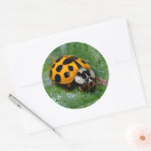 18-Geel en zwart Ladybug Ronde Sticker (Envelop)