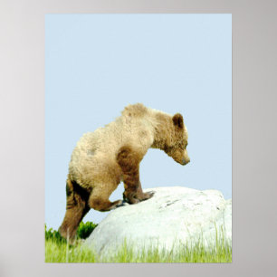 18x24 Poster papier (Matte) met grizzly beer cub