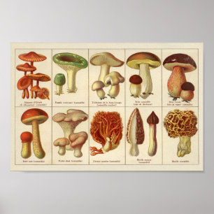  1900 paddenstoelvariëteit Groen bruin afdrukken Poster