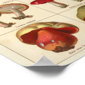 1900 paddenstoelvariëteit Rood geel afdrukken Poster (Hoek)