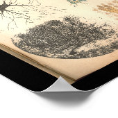 1901 Nerve Cells Anatomy Print (Hoek)