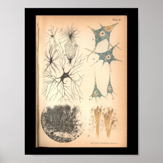 1901 Nerve Cells Anatomy Print (Voorkant)