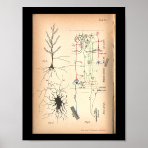 1901 Nerve Neuron Anatomy Print