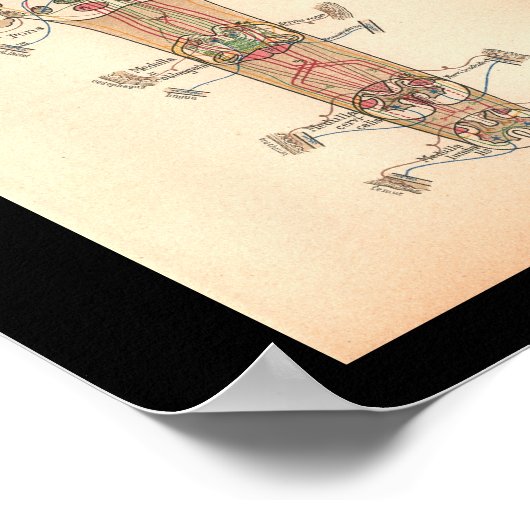 1901 Spinale zenuwen Anatomie Afdrukken Poster (Hoek)