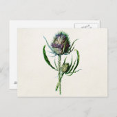  1902 Oude Schotse Thistle Wild Flower Briefkaart (Voorkant / Achterkant)