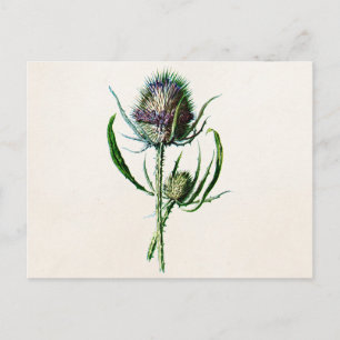  1902 Oude Schotse Thistle Wild Flower Briefkaart