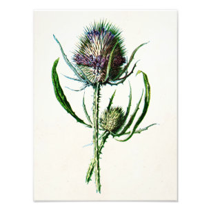 1902 Oude Schotse Thistle Wild Flower Foto Afdruk