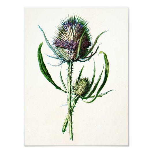 1902 Oude Schotse Thistle Wild Flower Foto Afdruk (Voorkant)