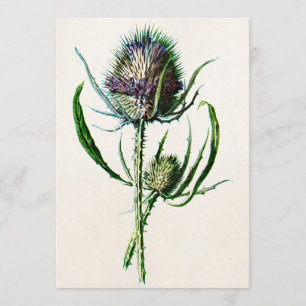 1902 Oude Schotse Thistle Wild Flower Kaart