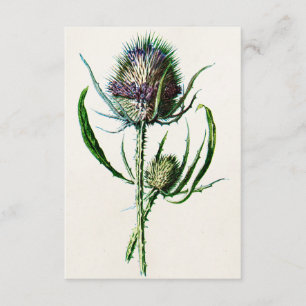  1902 Oude Schotse Thistle Wild Flower Kaart