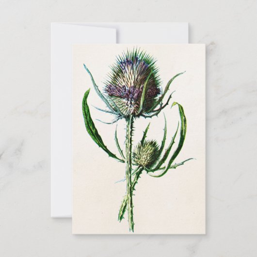  1902 Oude Schotse Thistle Wild Flower Kaart (Voorkant)