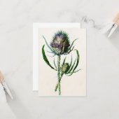  1902 Oude Schotse Thistle Wild Flower Kaart (Voorkant / Achterkant in situ)