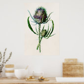 1902 Oude Schotse Thistle Wild Flower Poster (Keuken)