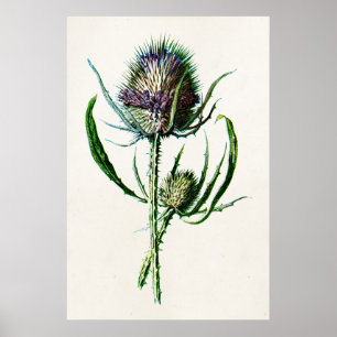 1902 Oude Schotse Thistle Wild Flower Poster